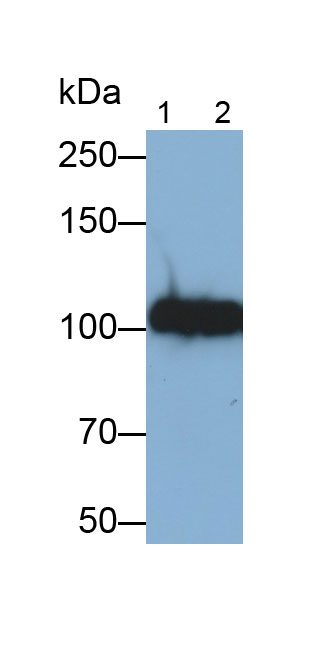 Monoclonal Antibody to Plasminogen (Plg)