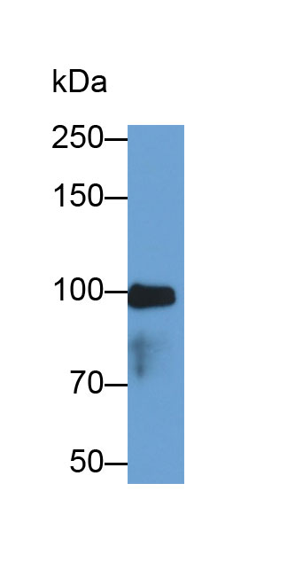 MAB236Hu29.jpg