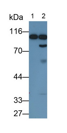 Monoclonal Antibody to Plasminogen (Plg)