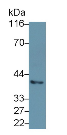 MAB239Hu22.jpg