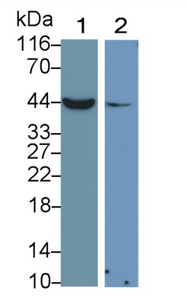 MAB239Hu25.jpg