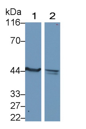 MAB239Hu29.jpg