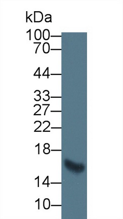 MAB243Hu23.jpg