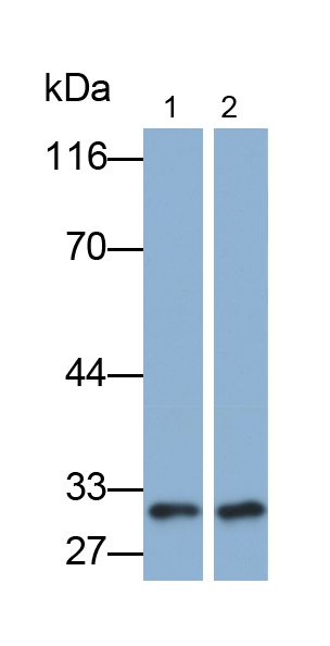 Monoclonal Antibody to Tumor Necrosis Factor Receptor Superfamily, Member 5 (CD40)