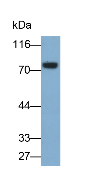 Monoclonal Antibody to Cluster Of Differentiation 73 (CD73)