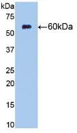 Monoclonal Antibody to Cluster Of Differentiation 73 (CD73)