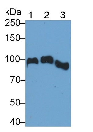 MAB254Hu21.jpg