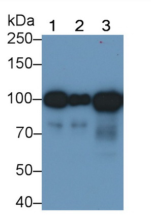 Monoclonal Antibody to Angiostatin (ANG)