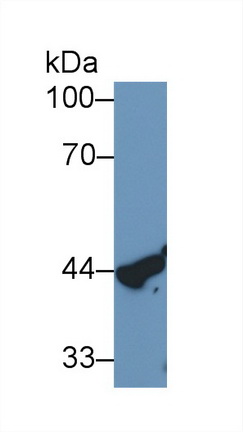 Monoclonal Antibody to Cathepsin D (CTSD)