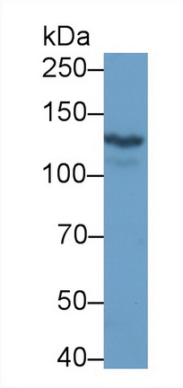 Monoclonal Antibody to Ret Proto-Oncogene (RET)