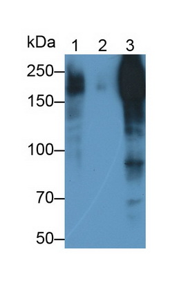 Monoclonal Antibody to Microtubule Associated Protein 2 (MAP2)