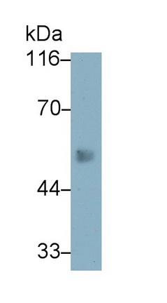 Monoclonal Antibody to Elastin (ELN)