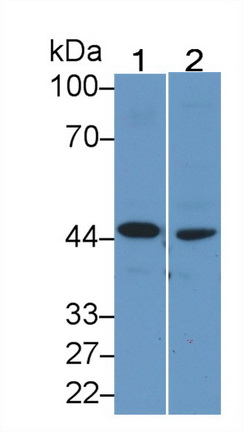 Monoclonal Antibody to Beta Actin (ACTB)