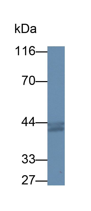 MAB342Hu22.jpg