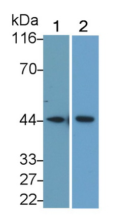 Monoclonal Antibody to Actin Alpha 2, Smooth Muscle (ACTa2)