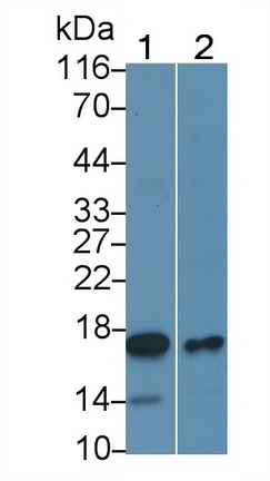 Monoclonal Antibody to Bcl2 Associated X Protein (Bax)
