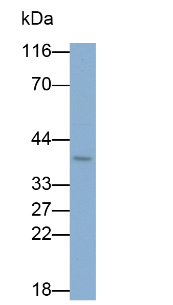 Monoclonal Antibody to Tetraspanin 30Cluster of Differentiation 63 (CD63)