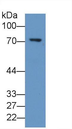 MAB355Hu23.jpg