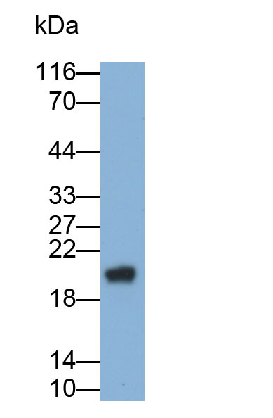 Monoclonal Antibody to Gamma-Glutamyltransferase 1 (gGT1)