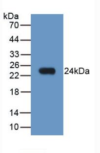 MAB388Hu21.jpg