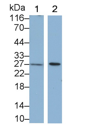 MAB388Ra22.jpg