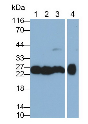 MAB404Hu24.jpg