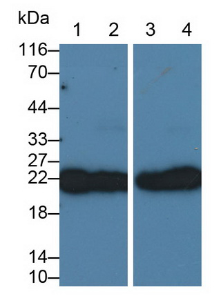 Monoclonal Antibody to Cluster of Differentiation 90 (CD90)