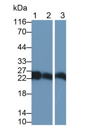 Monoclonal Antibody to Cluster of Differentiation 90 (CD90)