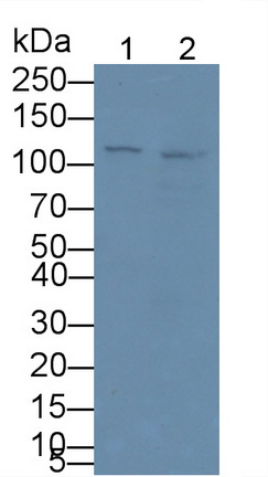 Monoclonal Antibody to Complement Component 1, Q Receptor (C1qR1)