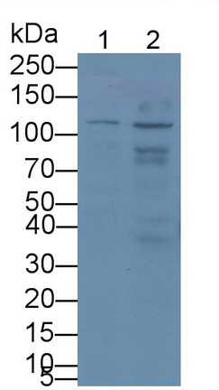 Monoclonal Antibody to Complement Component 1, Q Receptor (C1qR1)