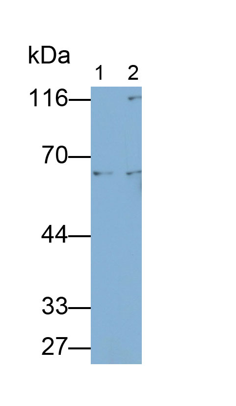 MAB406Hu21.jpg