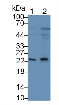 MAB407Hu21.jpg