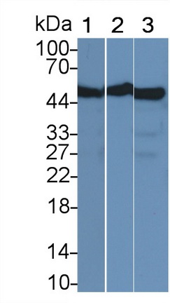 MAB449Hu21.jpg