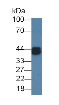 Monoclonal Antibody to Ovalbumin (OVA)