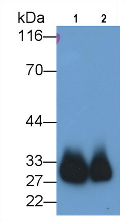 Monoclonal Antibody to Azurocidin (AZU)