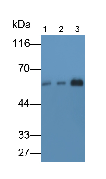 Monoclonal Antibody to Salivary Alpha Amylase (AMY1A)