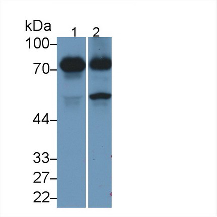 Monoclonal Antibody to Dystrophin (DMD)