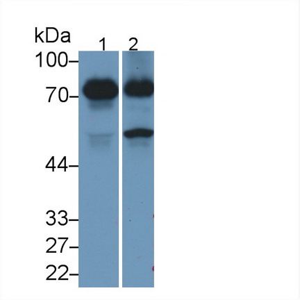 MAB503Hu24.jpg