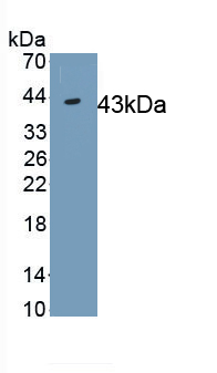 Monoclonal Antibody to Indoleamine-2,3-Dioxygenase (IDO)