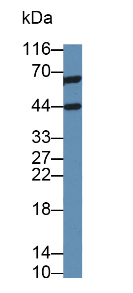 Monoclonal Antibody to Indoleamine-2,3-Dioxygenase (IDO)