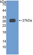 MAB555Hu22.jpg