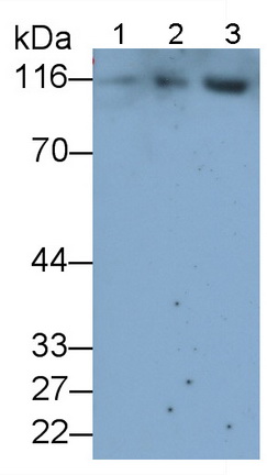 Monoclonal Antibody to A Disintegrin And Metalloprotease 17 (ADAM17)