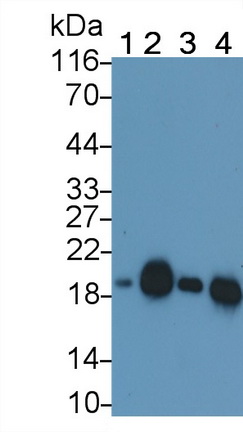 Monoclonal Antibody to Cofilin 1 (CFL1)