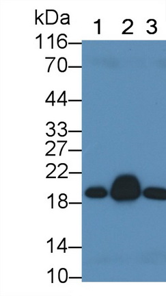 Monoclonal Antibody to Cofilin 1 (CFL1)