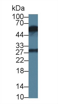 MAB563Hu24.jpg