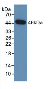 Monoclonal Antibody to Neuraminidase (NEU)