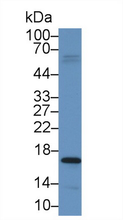 MAB612Hu22.jpg