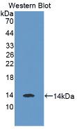 MAB653Hu21.jpg