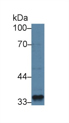 Monoclonal Antibody to Myostatin (MSTN)