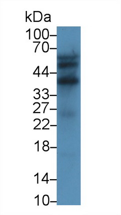 Monoclonal Antibody to CD300 Antigen Like Family Member C (CD300c)
